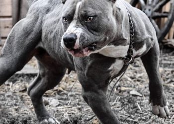 Symbolbild © Bullpow; Tierhaltung Hundehaltung Listenhund Kampfhund Anwalt Tierhaltegesetz Verwaltungsstrafverfahren