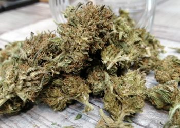 Cannabis Weed Cannabiskraut Marihuana Rechtsanwalt Strafverteidiger Anwalt Suchtmittelgesetz Suchtgift