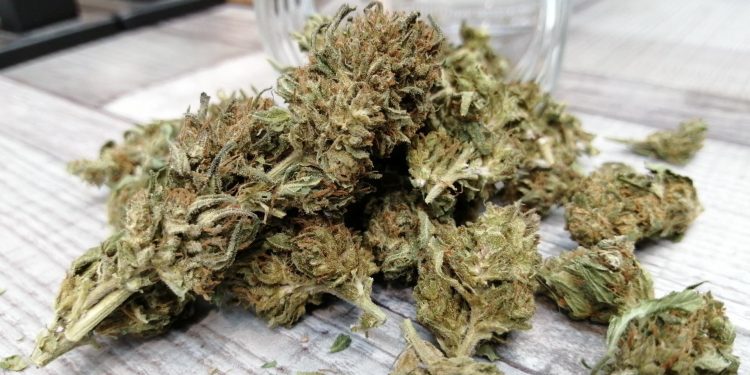 Cannabis Weed Cannabiskraut Marihuana Rechtsanwalt Strafverteidiger Anwalt Suchtmittelgesetz Suchtgift