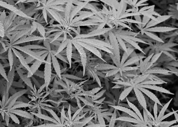 © Rechtsanwalt Mag. Andreas Strobl Drogen Suchtgift Suchtmittel Kokain Cannabis