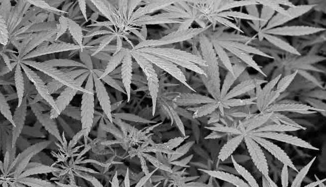 © Rechtsanwalt Mag. Andreas Strobl Drogen Suchtgift Suchtmittel Kokain Cannabis