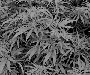 © Rechtsanwalt Mag. Andreas Strobl Strafverteidiger Cannabis Cannabisharz Cannabiskraut Strafregister