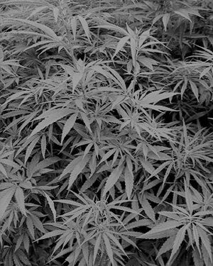 © Rechtsanwalt Mag. Andreas Strobl Strafverteidiger Cannabis Cannabisharz Cannabiskraut Strafregister