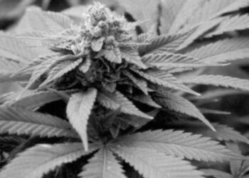 © Rechtsanwalt Mag. Andreas Strobl Suchtgifthandel Marihuana Heroin Kokain Strafverteidiger