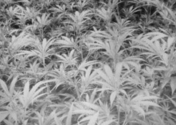 © Rechtsanwalt Mag. Andreas Strobl Cannabis-Plantagen vernichten Millionärs-Existenz